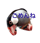 癒やしの文鳥さん（個別スタンプ：5）