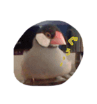 癒やしの文鳥さん（個別スタンプ：8）