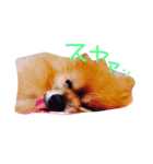 ぽんぽんた（個別スタンプ：1）