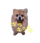 ぽんぽんた（個別スタンプ：2）