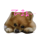 ぽんぽんた（個別スタンプ：5）