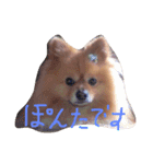 ぽんぽんた（個別スタンプ：6）