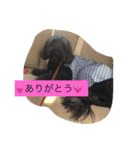 ポーチュギーズウォータードッグ リボン（個別スタンプ：6）