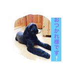 ポーチュギーズウォータードッグ リボン（個別スタンプ：9）