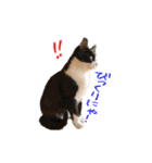 ふろてぃん すたんぷ（個別スタンプ：7）