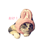 猫だよ！（個別スタンプ：1）