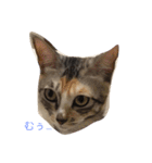 猫だよ！（個別スタンプ：2）