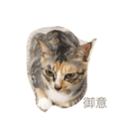 猫だよ！（個別スタンプ：3）