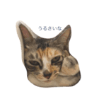 猫だよ！（個別スタンプ：4）