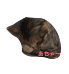 猫だよ！（個別スタンプ：5）