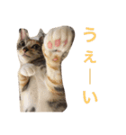 猫だよ！（個別スタンプ：6）