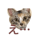 猫だよ！（個別スタンプ：7）