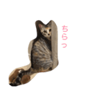 猫だよ！（個別スタンプ：8）