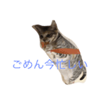 猫だよ！（個別スタンプ：9）