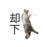 猫だよ！（個別スタンプ：11）