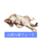 猫だよ！（個別スタンプ：12）