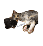 猫だよ！（個別スタンプ：16）