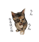 猫だよ！（個別スタンプ：17）