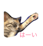 猫だよ！（個別スタンプ：18）