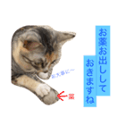 猫だよ！（個別スタンプ：20）