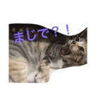 猫だよ！（個別スタンプ：21）