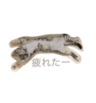 猫だよ！（個別スタンプ：24）