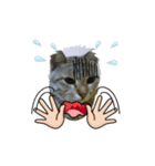 Cat Love1（個別スタンプ：2）
