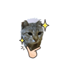 Cat Love1（個別スタンプ：6）