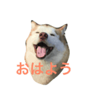ハスキーいちご(15)（個別スタンプ：1）