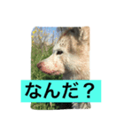 ハスキーいちご(15)（個別スタンプ：6）