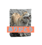 ハスキーいちご(15)（個別スタンプ：8）