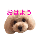 リロたんからのご挨拶（個別スタンプ：1）