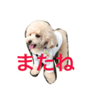 リロたんからのご挨拶（個別スタンプ：4）