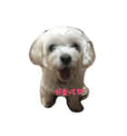 マルシーズーのナナちゃん（個別スタンプ：4）