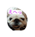 鼻ぺちゃのびくん（個別スタンプ：1）