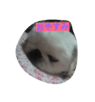 鼻ぺちゃのびくん（個別スタンプ：3）