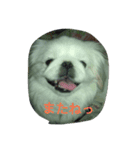 鼻ぺちゃのびくん（個別スタンプ：6）