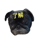 黒パグのタロ（個別スタンプ：1）