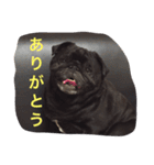 黒パグのタロ（個別スタンプ：6）