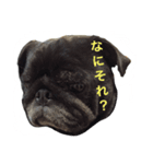 黒パグのタロ（個別スタンプ：8）