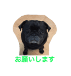 黒パグのタロ（個別スタンプ：13）