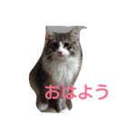 猫のミラちゃん（個別スタンプ：1）