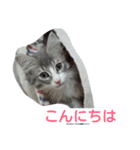 猫のミラちゃん（個別スタンプ：2）