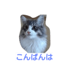 猫のミラちゃん（個別スタンプ：3）