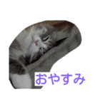 猫のミラちゃん（個別スタンプ：4）