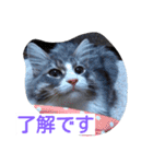 猫のミラちゃん（個別スタンプ：6）