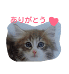 猫のミラちゃん（個別スタンプ：8）