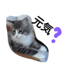 猫のミラちゃん（個別スタンプ：10）