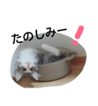 猫のミラちゃん（個別スタンプ：11）