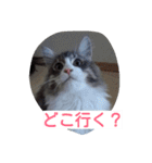 猫のミラちゃん（個別スタンプ：12）
